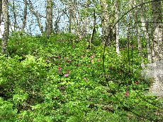 Пион кавказский (кавахский) 006